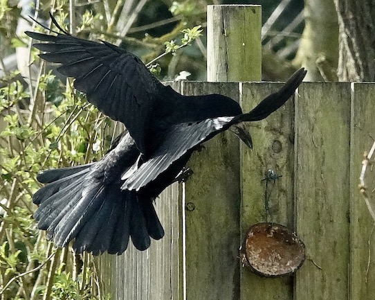 rook